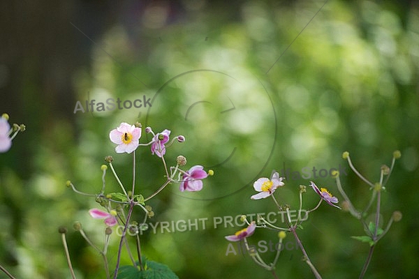 Flowers, plants, background