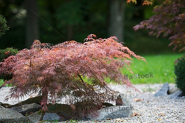 Flowers, plants, background