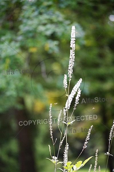 Flowers, plants, background