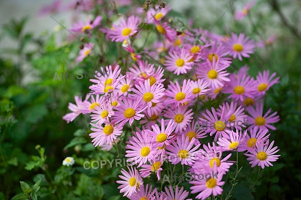 Flowers, plants, background