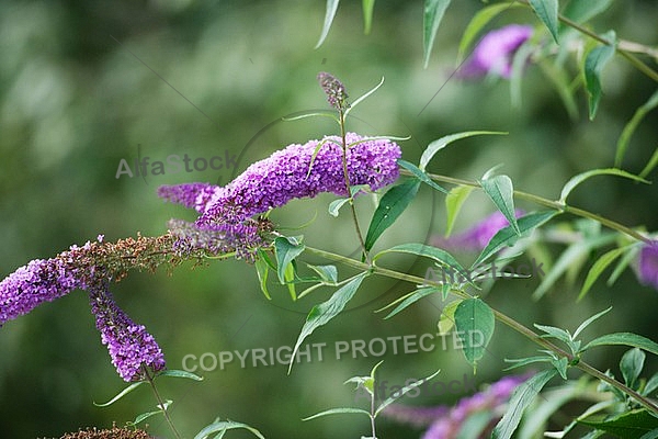 Flowers, plants, background