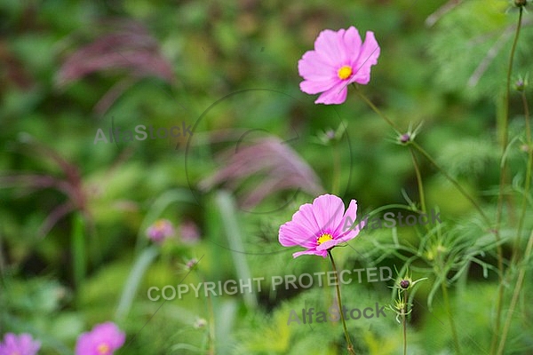 Flowers, plants, background