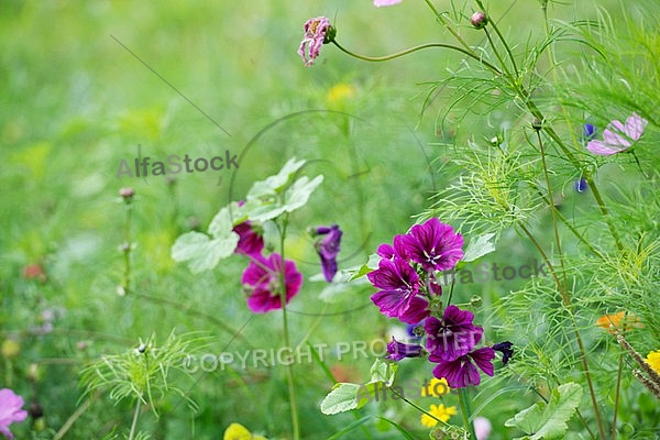 Flowers, plants, background