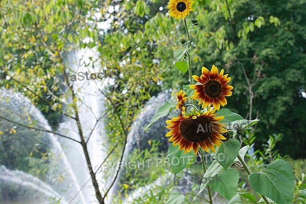 Flowers, plants, background