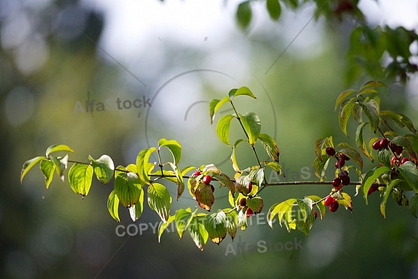 Flowers, plants, background