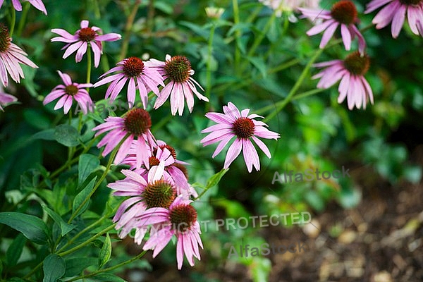 Flowers, plants, background