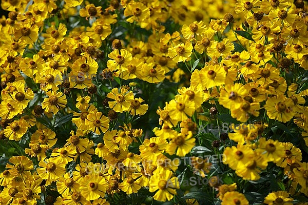 Flowers, plants, background