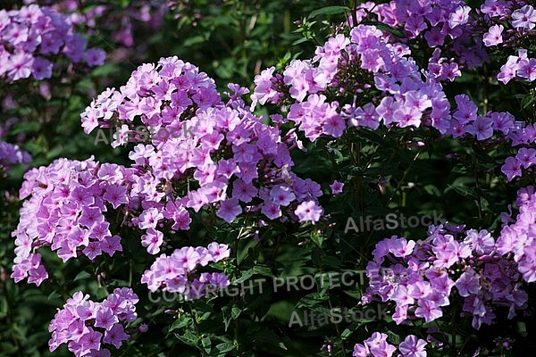 Flowers, plants, background