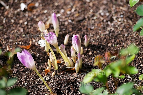 Flowers, plants, background