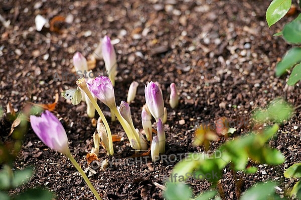 Flowers, plants, background