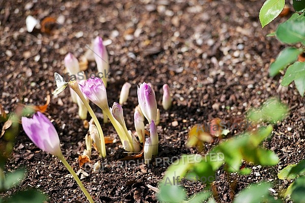 Flowers, plants, background