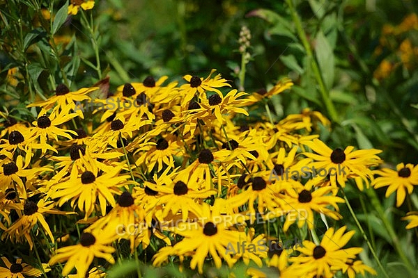 Flowers, plants, background