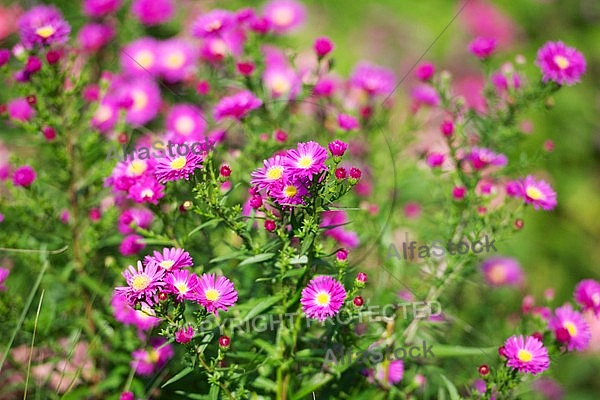 Flowers, plants, background