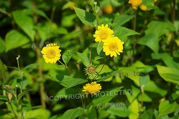 Flowers, plants, background