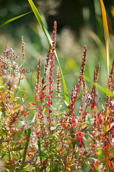 Flowers, plants, background