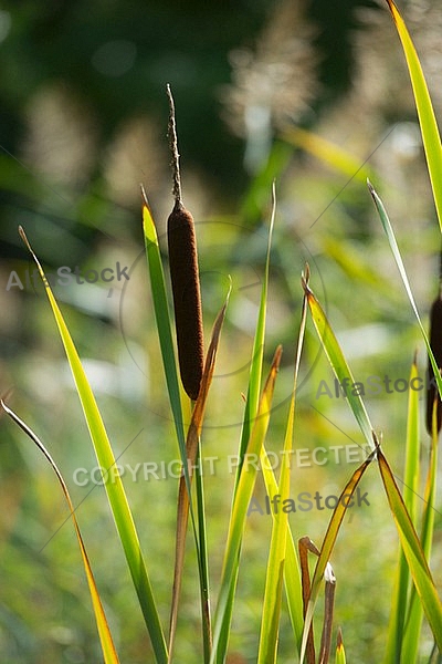 Flowers, plants, background