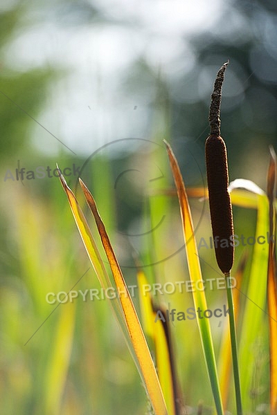 Flowers, plants, background