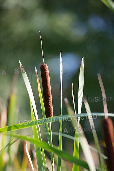 Flowers, plants, background