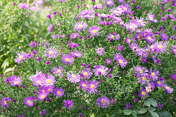 Flowers, plants, background