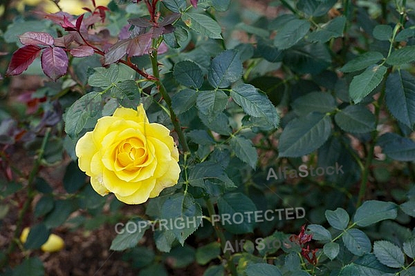 Flowers, plants, background