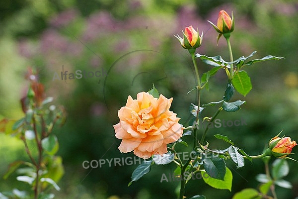 Flowers, plants, background