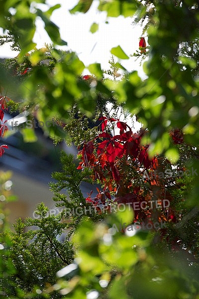 Flowers, plants, background