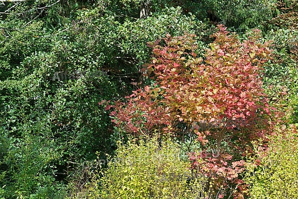 Flowers, plants, background