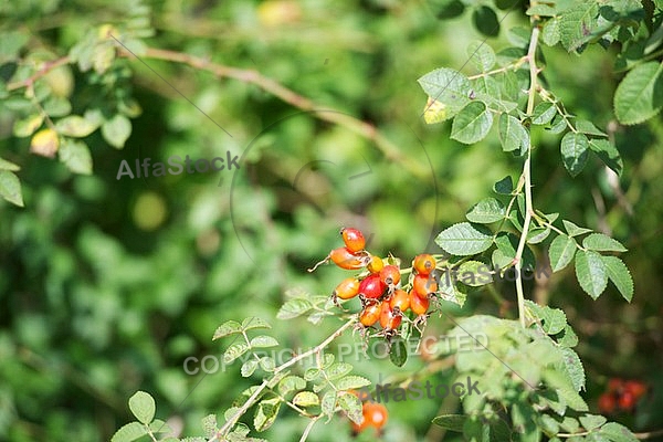 Flowers, plants, background