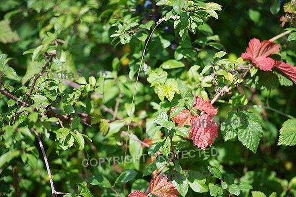 Flowers, plants, background