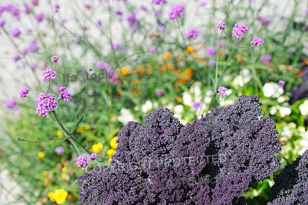 Flowers, plants, background