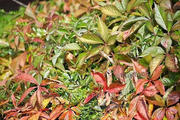 Flowers, plants, background