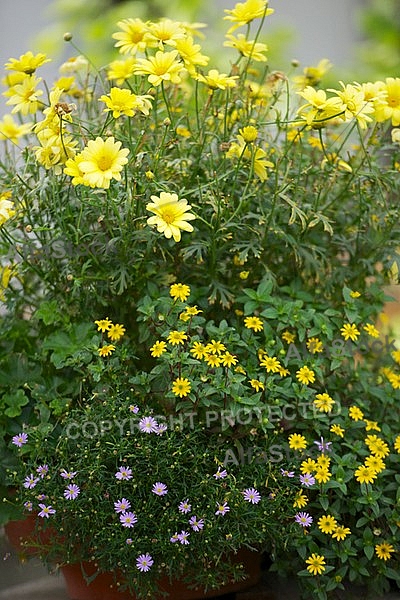 Flowers, plants, background