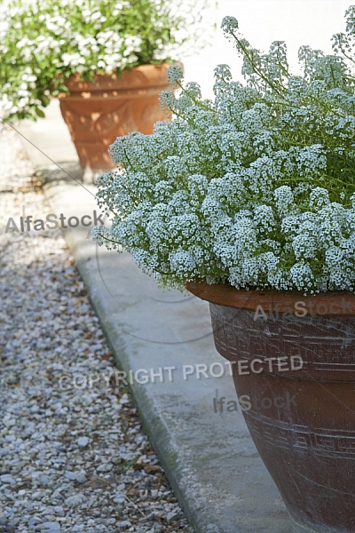 Flowers, plants, background