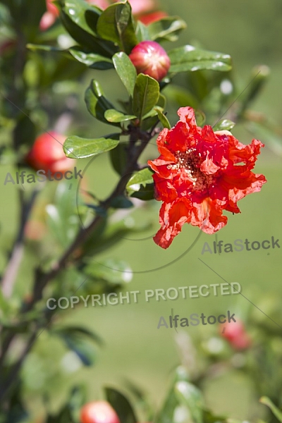 Flowers, plants, background