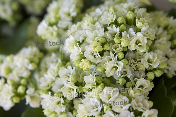 Flowers, plants, background