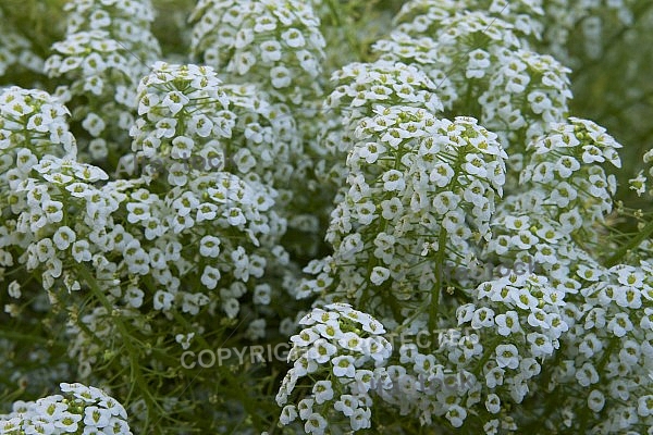 Flowers, plants, background