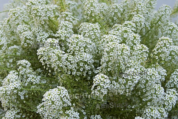 Flowers, plants, background