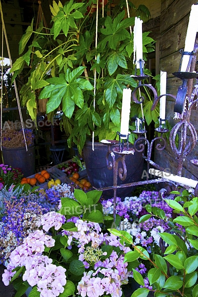 Flowers, plants, background