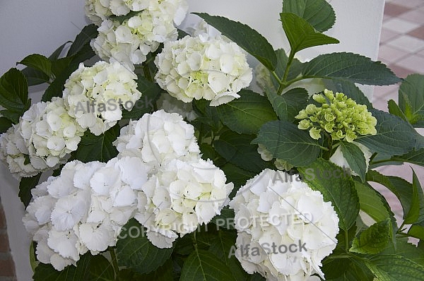 Flowers, plants, background