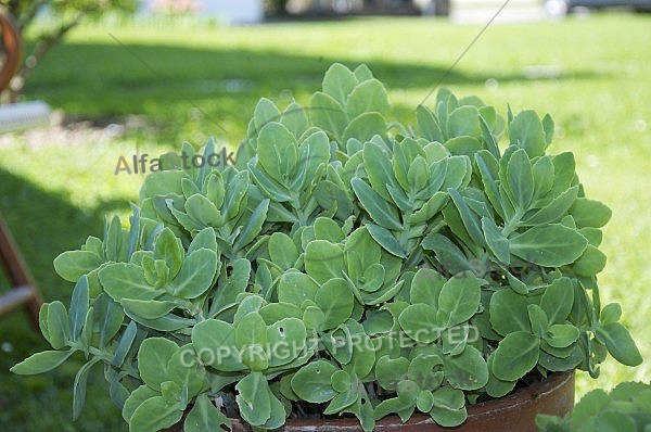 Flowers, plants, background