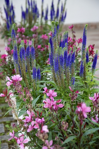 Flowers, plants, background