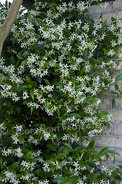 Flowers, plants, background