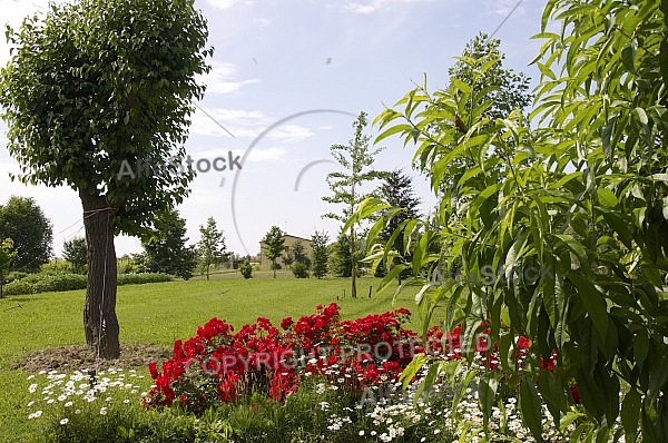 Flowers, plants, background