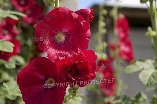 Flowers, plants, background