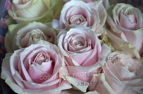 Flowers, plants, background