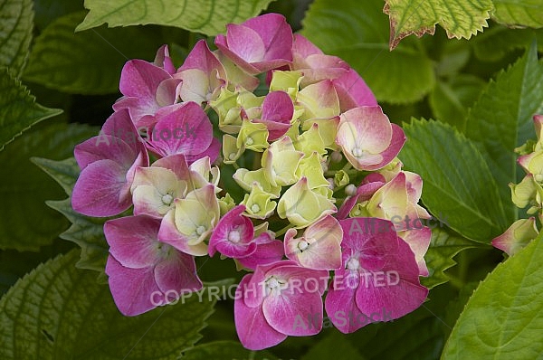 Flowers, plants, background