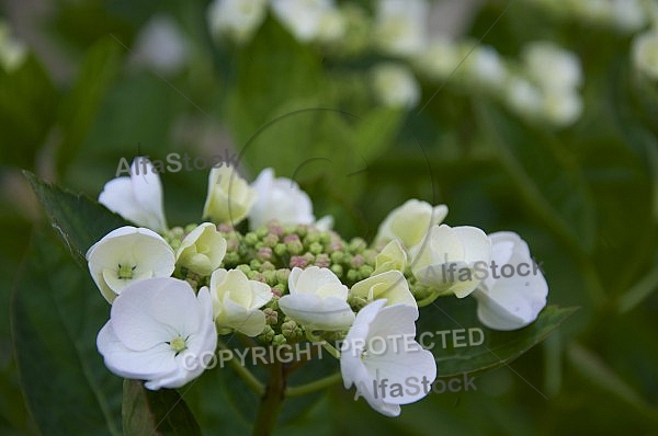 Flowers, plants, background