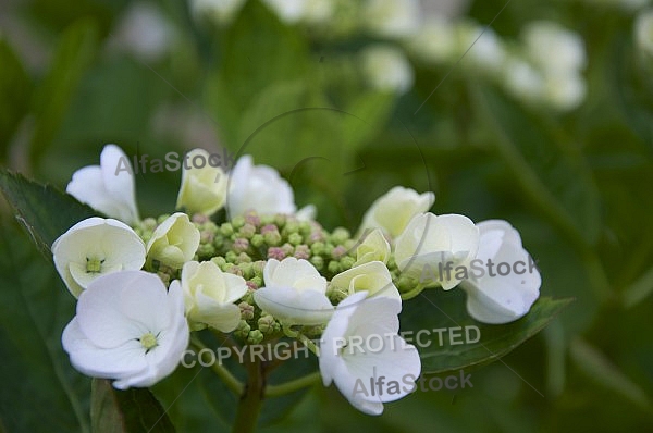 Flowers, plants, background