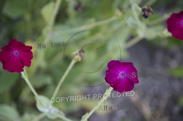 Flowers, plants, background