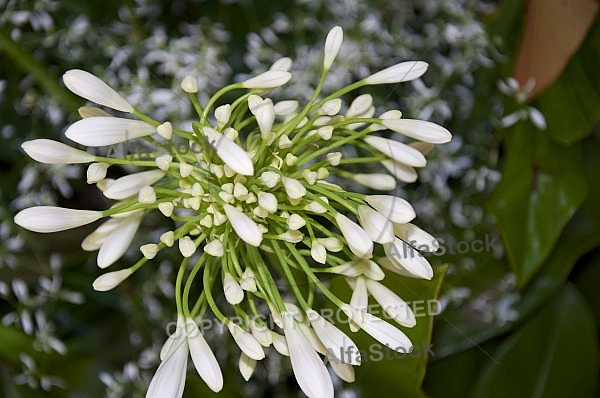 Flowers, plants, background